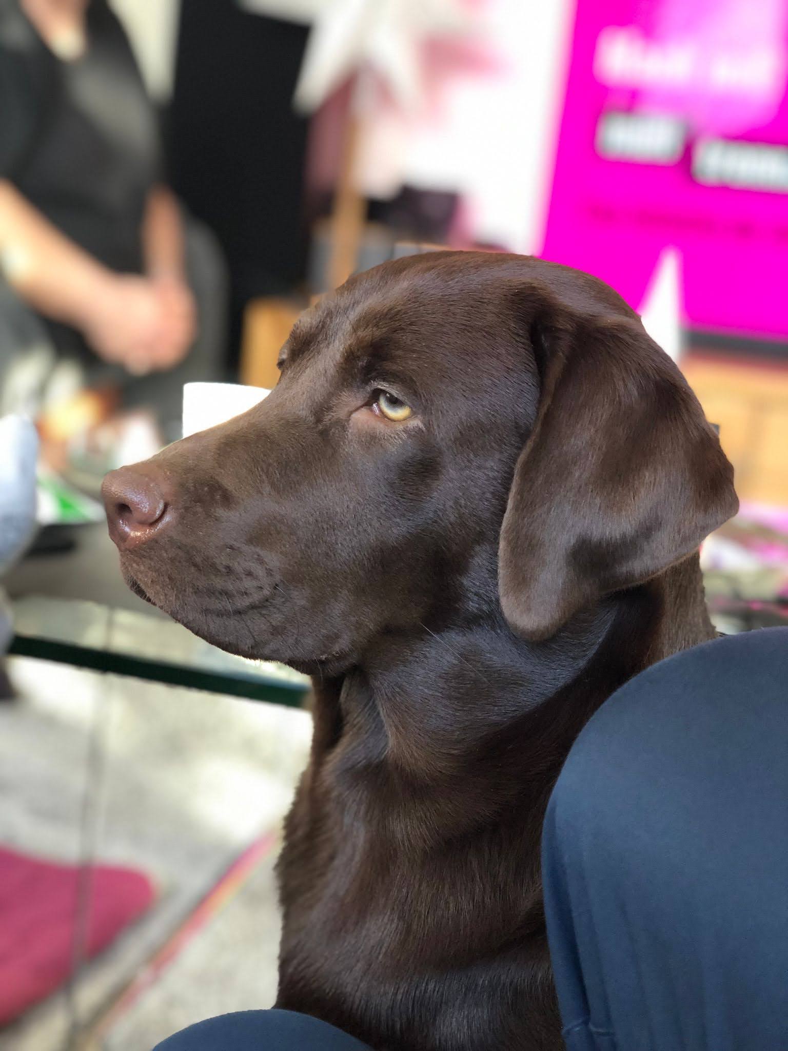 You are currently viewing Hundetrainer (m/w/d) gesucht