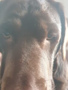 Abby Patrick Krämer Wittlicher Hundeschule