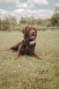 instagram Wittlicher Hundeschule Patrick Krämer Grundkurs Fortgeschrittenen Kurs Hundeclub Welpenkurs